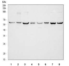 Western blot testing of 1) rat brain, 2) rat spleen, 3) rat C6, 4) rat PC-12, 5) mouse brain, 6) mouse spleen, 7) mouse NIH 3T3 and 8) mouse RAW264.7 cell lysate with TCP1 beta antibody. Predicted molecular weight ~57 kDa. 
