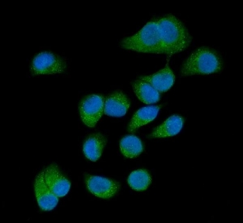 Immunofluorescent staining of FFPE human T-47D cells with GP78 antibody (green) and DAPI nuclear stain (blue). HIER: steam section in pH6 citrate buffer for 20 min.