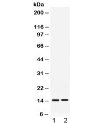 Western blot testing of 1) rat liver and 2) mouse liver lysate with APOC3 antibody at 0.5ug/ml. Predicted molecular weight 9-11 kDa.