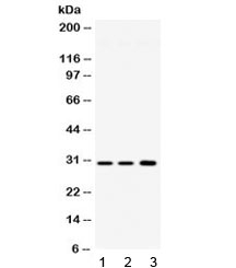 Western blot testing of 1) rat brain, 2) mouse brain and 3) human HeLa lysate with AQP11 antibody at 0.5ug/ml. Predicted molecular weight 26~30 kDa.