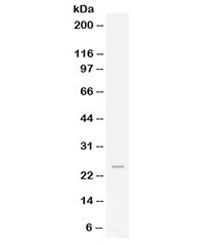 Western blot testing of human HeLa lysate with FGF19 antibody at 0.5ug/ml. Predicted/observed molecular weight: ~24 kDa.