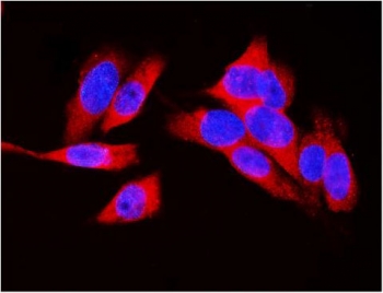 Immunofluorescent staining of FFPE human U-2 OS cells with LDHA antibody (red) and DAPI nuclear stain (blue). HIER: steam section in pH6 citrate buffer for 20 min.