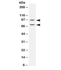 Western blot testing of mouse testis lysate with PML antibody at 0.5ug/ml. Expected molecular weight: multiple isoforms from 47-97 kDa.