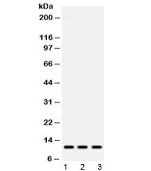 Western blot testing of 1) rat spleen, 2) mouse liver and 3) human HeLa lysate with MPS1 antibody at 0.5ug/ml. Predicted/observed molecular weight ~10 kDa.