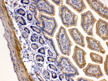 IHC testing of FFPE mouse intestine tissue with DR5 antibody at 1ug/ml. Required HIER: steam section in pH6 citrate buffer for 20 min and allow to cool prior to testing.