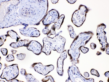 IHC testing of FFPE human placental tissue with Angiopoietin 2 antibody at 1ug/ml. Required HIER: steam section in pH6 citrate buffer for 20 min and allow to cool prior to testing.