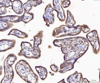 IHC staining of FFPE human placental tissue with Annexin IV antibody. HIER: boil tissue sections in pH8 EDTA for 20 min and allow to cool before testing.