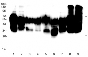 Western blot testing of human 1) HeLa, 2) placenta, 3) Jurkat, 4) U-2 OS, 5) K562, 6) MCF-7, 7) COLO-320, 8) HepG2 and 9) PANC-1 lysate with CD147 antibody. Expected molecular weight: 27-66 kDa depending on level of glycosylation.