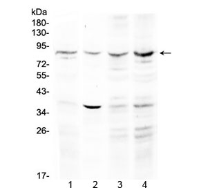 Western blot testing of 1) rat liver, 2) mouse heart, 3) mouse testis and 4) human HeLa lysate with ECE1 antibody at 0.5ug/ml. Predicted molecular weight ~87 kDa.
