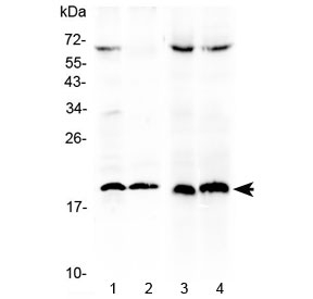 Western blot testing of 1) mouse Hepa1-6, 2) mouse NIH3T3, 3) rat PC12 and 4) rat NRK cell lysate with TRAIL antibody at 0.5ug/ml. Predicted molecular weight: ~34 kDa (TRAIL), ~20 kDa (soluble TRAIL).