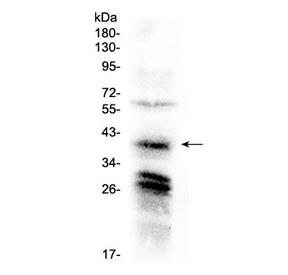 Western blot testing of human HeLa cell lysate with CXCR4 antibody at 0.5ug/ml. Predicted molecular weight ~40 kDa but may be observed at higher molecular weights due to glycosylation.