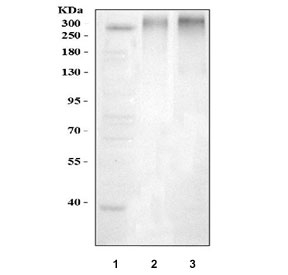 Western blot testing of 1) human HepG2, 2) rat eye and 3) mouse eye lysate with ABCA4 antibody at 0.5ug/ml. Predicted molecular weight ~256 kDa but may be observed at higher molecular weights due to glycosylation.