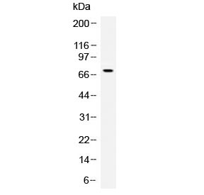 Western blot testing of human recombinant Angiopoietin protein (1ng/lane) with Angiopoietin antibody at 0.5ug/ml. Expected molecular weight: 57-75 kDa depending on glycosylation level.