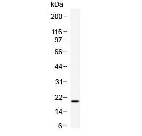 Western blot testing of recombinant human TREML1 protein with TREML1 antibody at 0.5ug/ml. 