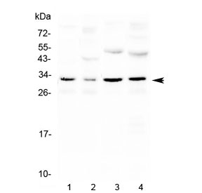 Western blot testing of 1) mouse kidney, 2) mouse brain, 3) rat kidney and 4) rat brain with Aquaporin 3 antibody at 0.5ug/ml. Predicted molecular weight ~32 kDa.