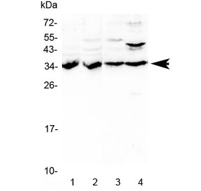 Western blot testing of 1) rat kidney, 2) rat liver, 3) mouse liver and 4) human HeLa lysate with BRMS1 antibody at 0.5ug/ml. Predicted molecular weight ~28 kDa, often observed at ~35 kDa.