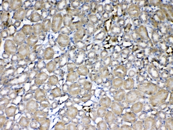 IHC testing of FFPE mouse kidney tissue with GST pi antibody at 1ug/ml. Required HIER: steam section in pH6 citrate buffer for 20 min and allow to cool prior to testing.