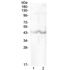 Western blot testing of mouse 1) RAW264.7 and 2) HEPA1-6 cell lysate with Chi3l1 antibody at 0.5ug/ml. Expected molecular weight: 39-43 kDa.