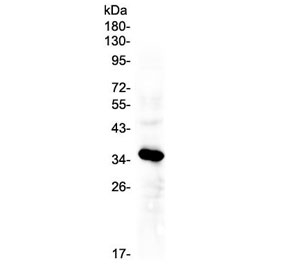 Western blot testing of human HepG2 cell lysate with IGFBP2 antibody at 0.5ug/ml. Predicted molecular weight ~35 kDa.