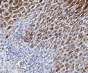 IHC testing of FFPE mouse stomach tissue with pS2 antibody at 1ug/ml. HIER: boil tissue sections in pH8 EDTA for 20 min and allow to cool before testing.