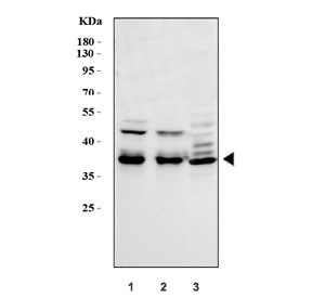 Western blot testing of 1) human HeLa, 2) human A549 and 3) rat C6 cell lysate with MEK6 antibody at 0.5ug/ml. Predicted molecular weight ~37 kDa.