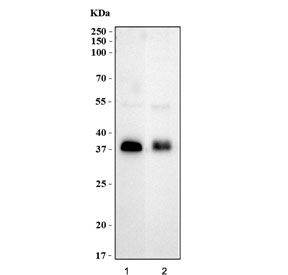 Western blot testing of 1) human HL60 and 2) rat PC-12 cell lysate with ATOH1 antibody. Predicted molecular weight ~38 kDa.