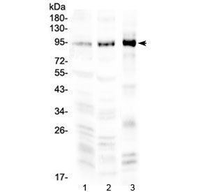 Western blot testing of 1) rat brain, 2) mouse brain and 3) human COLO 320 lysate with NPAS2 antibody at 0.5ug/ml. Predicted molecular weight ~92 kDa.