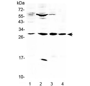 Western blot testing of 1) human placenta, 2) rat pancreas, 3) mouse heart and 4) mouse skeletal muscle lysate with VEGFB antibody at 0.5ug/ml. Expected molecular weight: 22-32 kDa depending on glycosylation level.