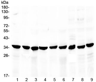Western blot testing of 1) rat stomach, 2) rat small intestine, 3) rat pancreas, 4) mouse stomach, 5) mouse pancreas, 6) human MCF7, 7) human HeLa and 8) human 22RV1 lysate with COPE antibody at 0.5ug/ml. Predicted molecular weight ~34 kDa.
