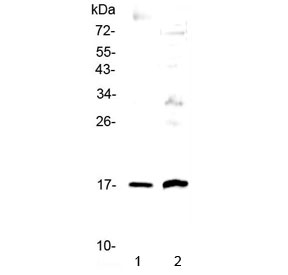 Western blot testing of 1) human A431 and 2) rat PC-12 cell lysate with Epigen antibody at 0.5ug/ml. Predicted molecular weight ~17 kDa.