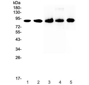 Western blot testing of 1) human HeLa, 2) human 22RV1, 3) rat spleen, 4) rat thymus and 5) mouse spleen lysate with CD44 antibody at 0.5ug/ml. Predicted molecular weight ~81 kDa.