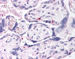 IHC testing of FFPE human placenta with DUSP16 antibody at 2.5ug/ml. HIER: steamed with pH6 citrate buffer, AP-staining.
