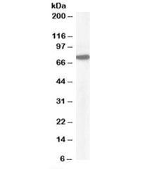 Western blot testing of HeLa lysate with Pericentrin 1 antibody at 1ug/ml. Predicted molecular weight: ~75 kDa.
