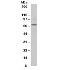 Western blot testing of NIH3T3 lysate with RANGAP1 antibody at 0.2ug/ml. Predicted molecular weight: ~68kDa.