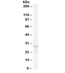 Western blot testing of human breast lysate with GPR40 antibody at 0.01ug/ml. Predicted molecular weight ~31 kDa.