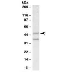 Western blot testing of mouse pancreas lysate with Mboat4 antibody at 0.5ug/ml. The expected ~50kDa band and the additional ~38kDa band are both blocked by the immunizing peptide.