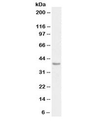Western blot testing of human heart lysate with biotinylated PD-L1 antibody at 0.3ug/ml. Predicted molecular weight ~34kDa (unmodified), 45-70 kDa (glycosylated).