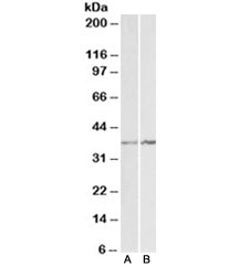 Western blot testing of K562 [A] and NIH3T3 [B] lysates with Annexin A1 antibody at 1ug/ml. Predicted molecular weight ~38kDa.