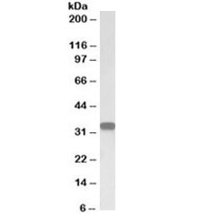 Western blot testing of human lymph node lysate with CD20 antibody at 0.05ug/ml. Predicted molecular weight ~33 kDa.