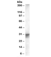 Western blot testing of human heart lysate with FHL1 antibody at 0.01ug/ml. Predicted/observed molecular weight: ~36/30-36kDa.