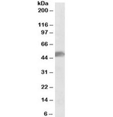 Western blot testing of human cerebellum lysate with SOX10 antibody at 0.1ug/ml. Predicted molecular weight ~50kDa.