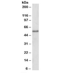 Western blot testing of HEK293 lysate with FOXC1 antibody at 2ug/ml. Predicted molecular weight: ~57 kDa, routinely observed at up to 75 kDa.