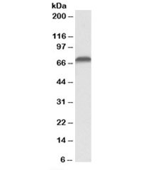 Western blot testing of Jurkat lysate with AIFM1 antibody at 0.1ug/ml. Predicted molecular weight: ~67kDa.