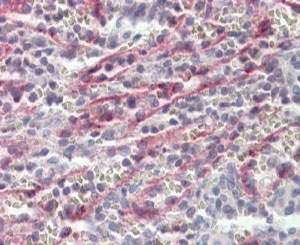 IHC testing of FFPE human spleen with Stabilin 1 antibody at 4ug/ml. HIER: steamed with pH6 citrate buffer, AP-staining.