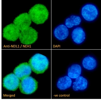 Immunofluorescent staining of fixed and permeabilized human U937 cells with NEIL1 antibody (green) at 10ug/ml and DAPI nuclear stain (blue).