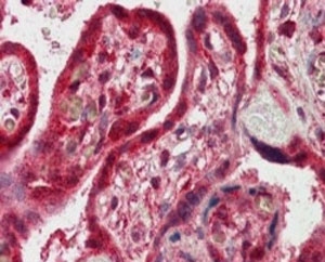 IHC testing of FFPE human placenta with FAPP2 antibody at 2.5ug/ml. HIER: steamed with pH6 citrate buffer, AP-staining.