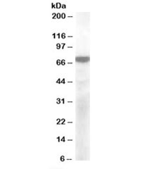 Western blot testing of cerebellum lysate with KCNQ4 antibody at 2ug/ml. Predicted molecular weight: ~71kDa.