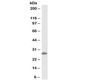 Western blot testing of mouse skin lysate with biotinylated 14-3-3 sigma antibody at 0.1ug/ml. Predicted molecular weight: ~28kDa.