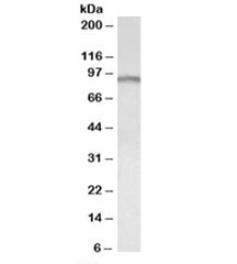 Western blot testing of human cerebellum lysate with E2F7 antibody at 0.3ug/ml. Predicted molecular weight: ~100kDa.