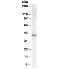 Western blot testing of Daudi lysate with PU.1 antibody at 0.03ug/ml. Predicted molecular weight ~31 kDa but routinely observed at ~40 kDa.
